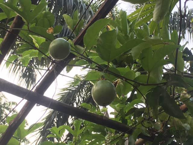 Dàn chanh leo nhà anh cũng đã ra quả. Ảnh: Khám phá.