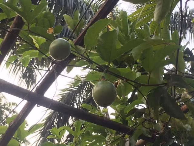 Dàn chanh leo nhà anh cũng đã ra quả. Ảnh: Khám phá.