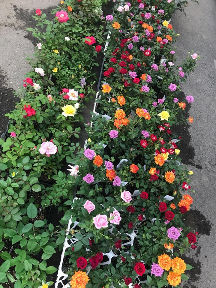 Ngoài niềm đam mê với hoa, ông Ngô Hùng Lâm còn là cố vấn cho công ty Intrase, đã giúp tạo ra được nhiều việc làm cho các du học sinh ở Nhật.