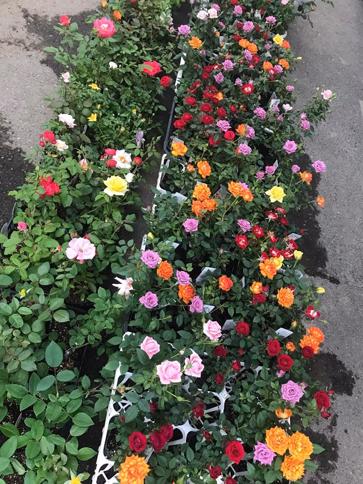 Ngoài niềm đam mê với hoa, ông Ngô Hùng Lâm còn là cố vấn cho công ty Intrase, đã giúp tạo ra được nhiều việc làm cho các du học sinh ở Nhật.