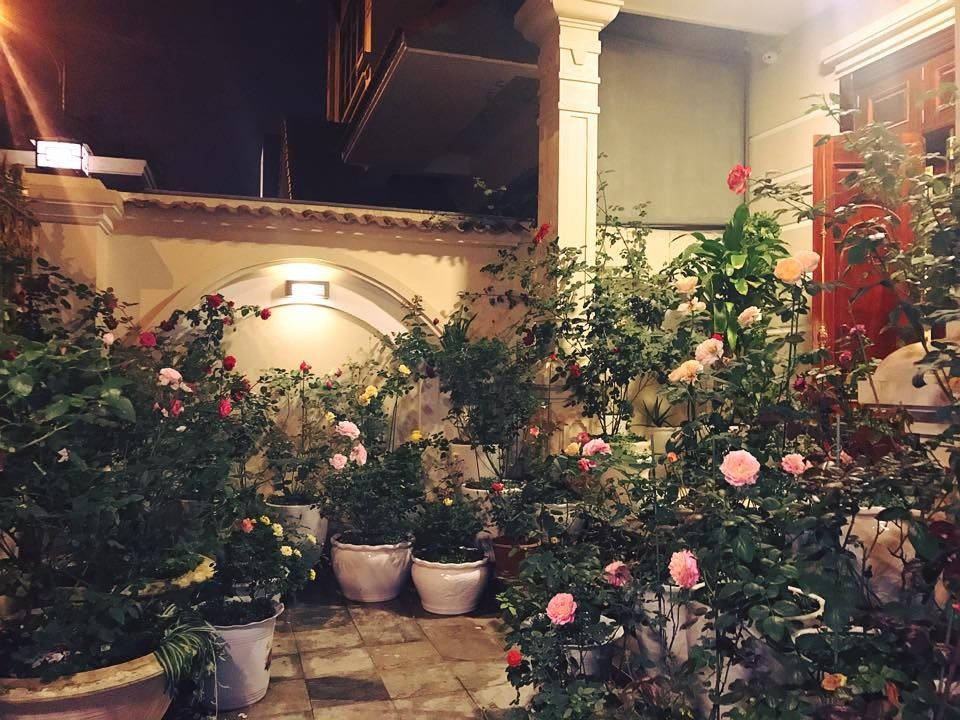 Khoảng sân rực rỡ sắc hoa hồng của chị Linh. Ảnh: Đời sống &amp; Pháp lý.