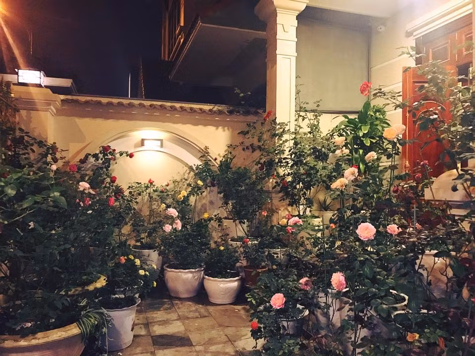 Khoảng sân rực rỡ sắc hoa hồng của chị Linh. Ảnh: Đời sống &amp; Pháp lý.