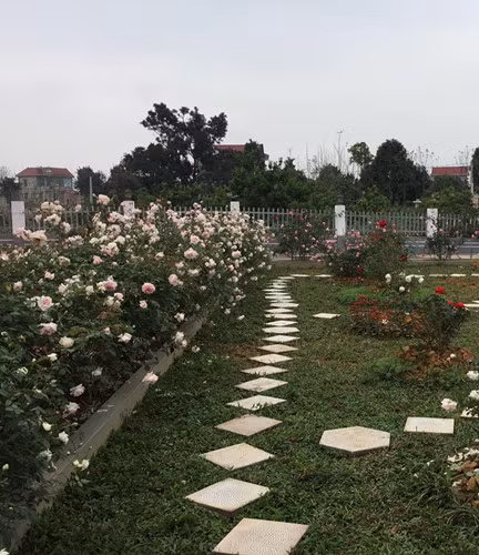 Trước khi xây nhà, hầu như những khu vực có đất, thoáng, nhiều nắng gió đều được chị chọn để trồng hồng. Ảnh: Dân Việt.