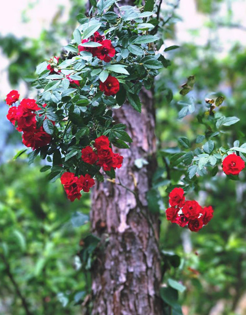 Lúc mới trồng, Dương chưa có nhiều kinh nghiệm tạo đồi bằng đất màu nên hoa hồng mua về để phủ kín đồi chết gần hết vì đất xấu, cứng, nhiều sỏi và ít chất dinh dưỡng. Nhưng giờ đây, ngôi nhà hoa hồng của cô đã đủ sức khiến ai nhìn thấy cũng phải ngẩn ngơ. Ảnh: NVCC/ngoisao.net.