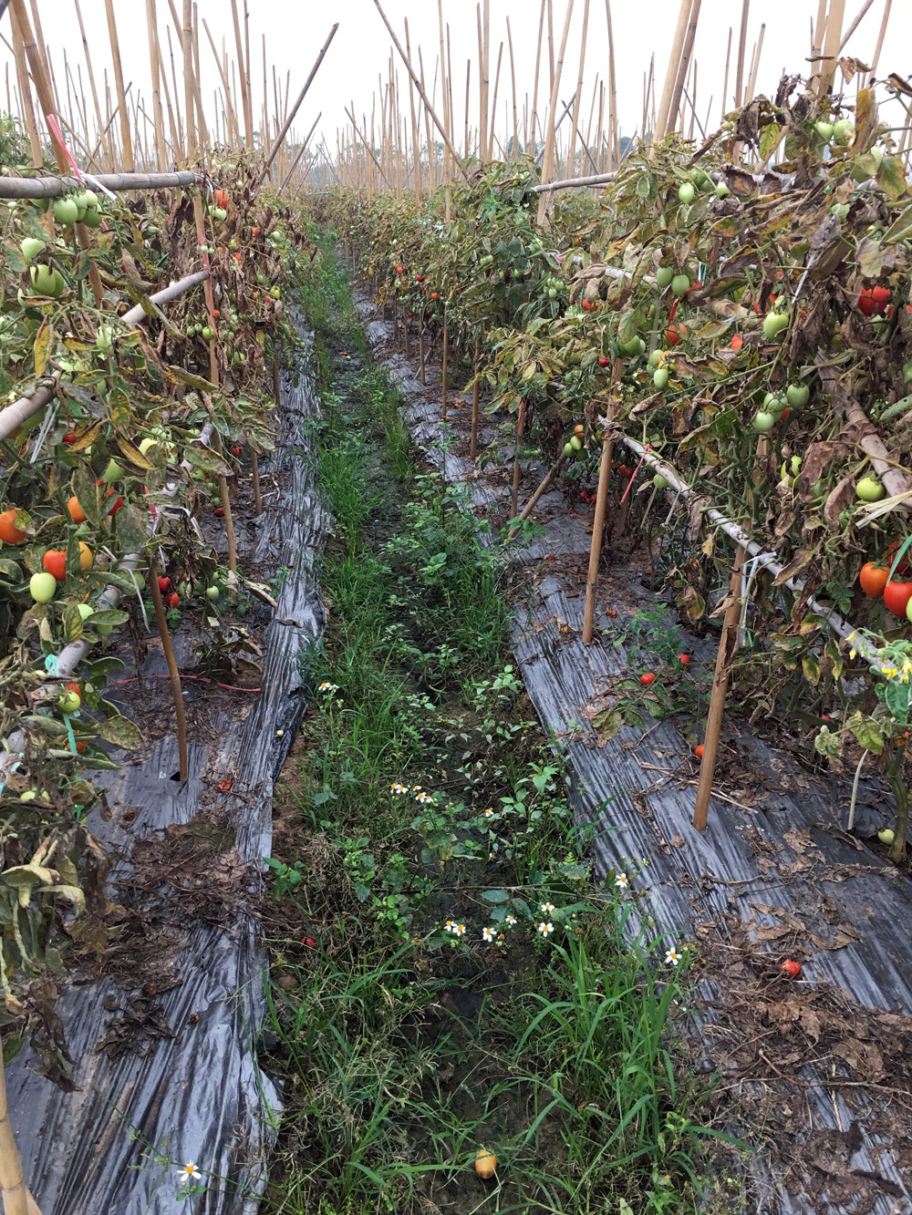 Do chất lượng quả không đảm bảo, thương lái không mặn mà nên nông dân "để mặc" ruộng cà chua đầy cỏ dại