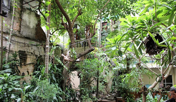 Khu vườn rộng xanh mát với các loài cây cau, lộc vừng, tre đằng ngà, trúc quân tử... Đặc biệt những hàng cau xanh mượt, thân cao hàng chục mét được trồng ngay từ khi ngôi nhà xây dựng. Vào mùa hè, cây móng rồng nở hoa thơm ngát. Ảnh: reatimes.vn.