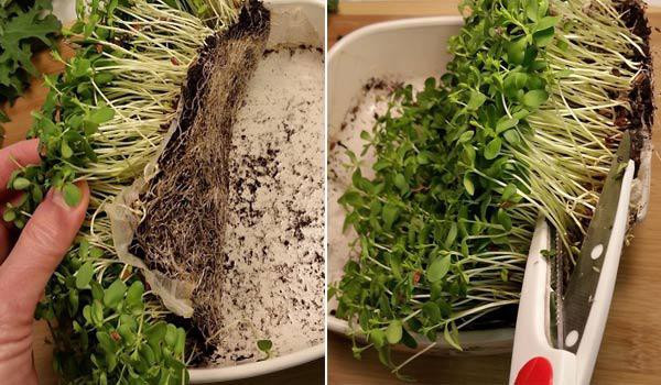 Sau khoảng 10 ngày cây đã đủ lớn để thu hoạch, khi ấy lớp vỏ đen sẽ rụng bớt.