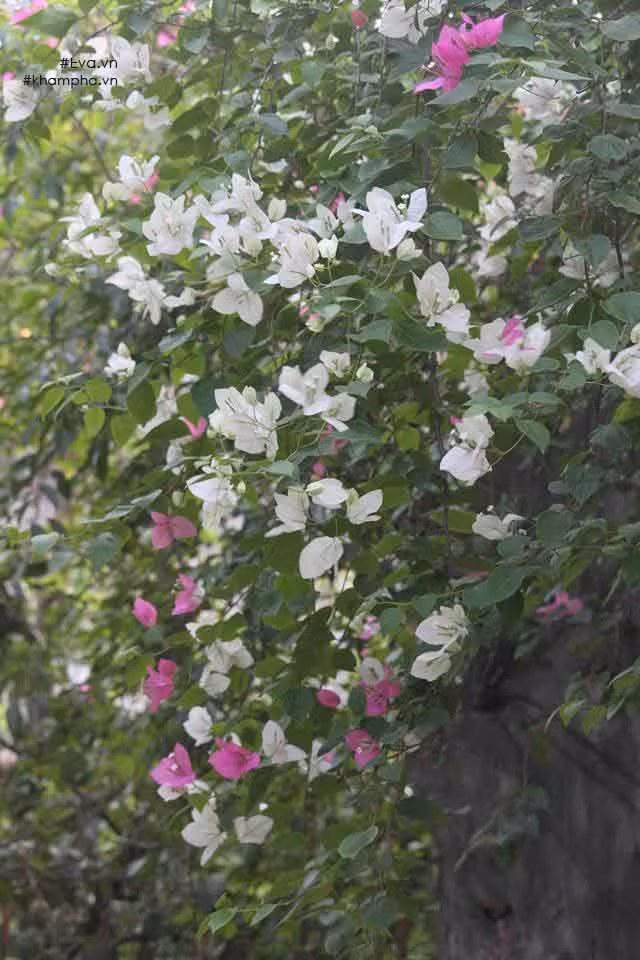 Dàn hoa giấy trước cổng nhà nghệ sĩ Giang "còi". Ảnh: Khám phá.