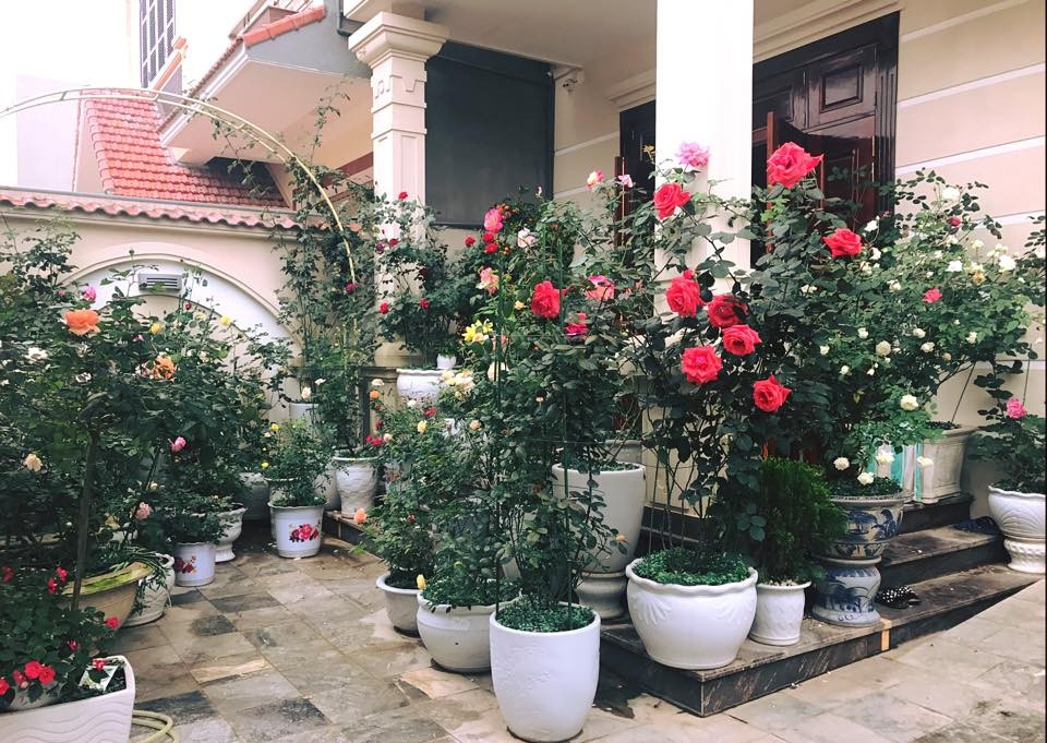  2. Biệt thự phủ kín hoa hồng đẹp bình yên ở thành phố Hòa Bình Từ bên ngoài cổng đến phía sân trước của căn biệt thự nhà chị Mai Linh đều “nhuộm” những sắc màu rực rỡ... Ảnh: Đời sống &amp; Pháp lý.