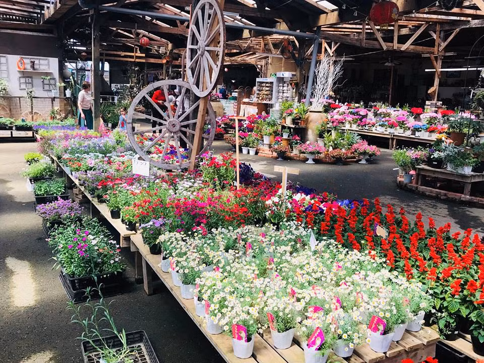 Bí quyết trồng hoa đẹp của ông Lâm rất đơn giản mà theo ông cũng giống như nguyên tắc của bất kỳ nhà nông nào ở Nhật trồng cây trái. Đó là: Đất và tâm.