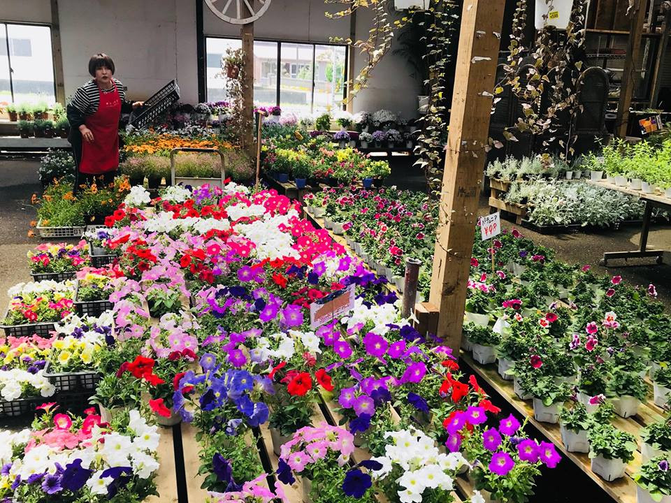 Toạ lạc ở thành phố Kisarazu của tỉnh Chiba, Nhật Bản, thiên đường hoa của doanh nhân Ngô Hùng Lâm rộng gần 2.000m2 với khoảng 1.000 loại hoa được ươm trồng và trưng bày.