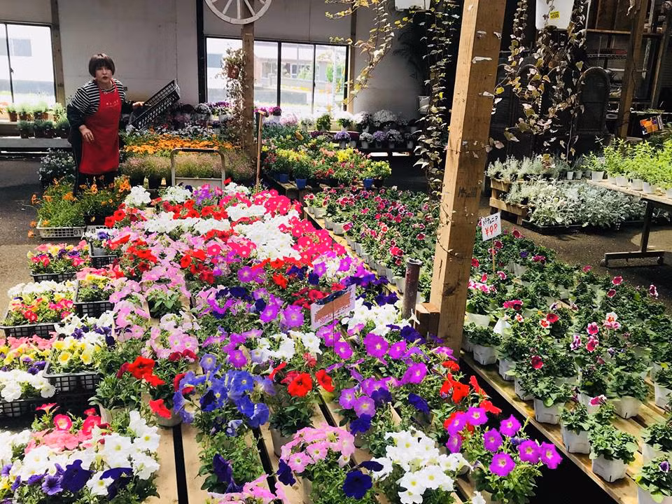 Toạ lạc ở thành phố Kisarazu của tỉnh Chiba, Nhật Bản, thiên đường hoa của doanh nhân Ngô Hùng Lâm rộng gần 2.000m2 với khoảng 1.000 loại hoa được ươm trồng và trưng bày.