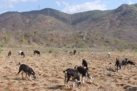 Nhiều cánh đồng ở Ninh Thuận giờ chỉ còn sót lại cỏ khô. Ảnh: C.T