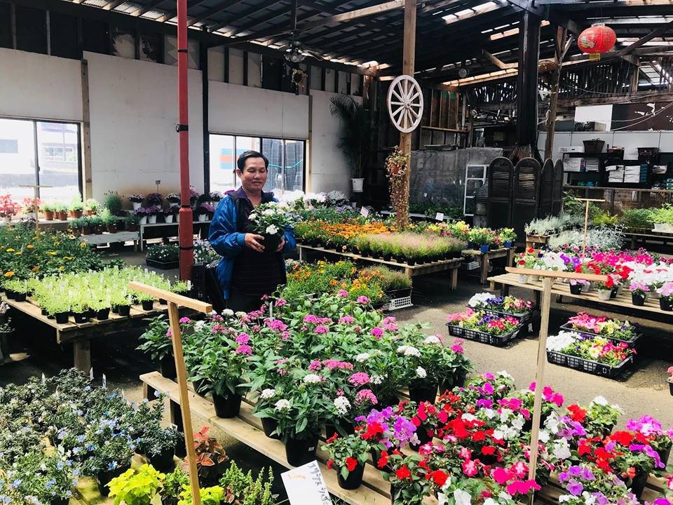 Ông Lâm cho hay, ông đang trồng một loại hoa cúc mới, mỗi khi tưới nước cho hoa cúc, ông đều trò chuyện: "Cúc à, mày uống nước cho nhanh lớn, nở bông thật đẹp nghen!".