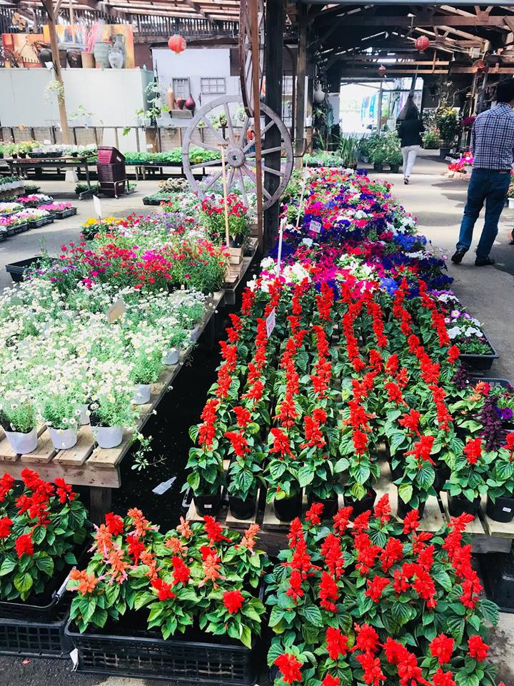 Các nhân viên người Nhật của ông ở tiệm cũng thường xuyên chăm sóc hoa theo cách này.