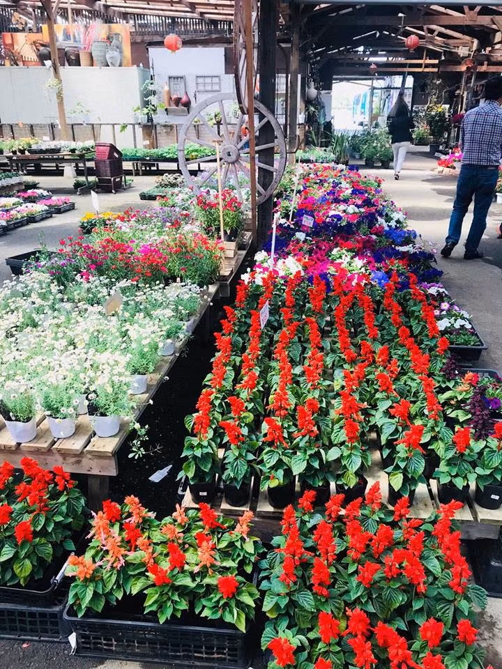 Các nhân viên người Nhật của ông ở tiệm cũng thường xuyên chăm sóc hoa theo cách này.