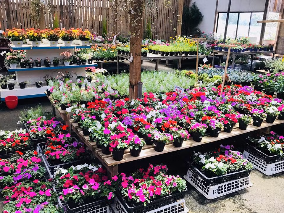 Nhưng thật bất ngờ, khách hàng Nhật khi ghé tiệm mua gốm lại rất thích thú với những bình hoa ông Lâm cắm trong bình gốm, họ hỏi mua hoa ngày càng nhiều, từ đó ông bắt đầu trồng và bán thêm hoa.