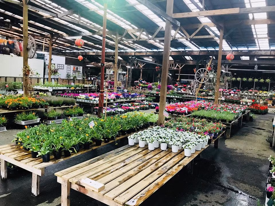 Ông Lâm không nhớ nổi tên các loại hoa bằng tiếng Việt, nhưng lại rành rẽ như lòng bàn tay tên và ý nghĩa các loại hoa bằng tiếng Nhật.