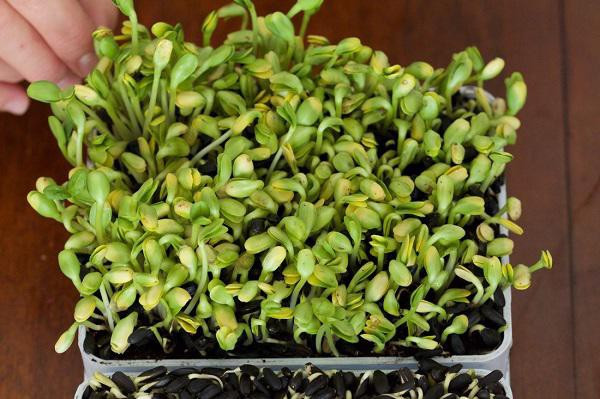 Hãy luôn giữ đất ẩm để tạo điều kiện tốt nhất cho rau mầm phát triển.