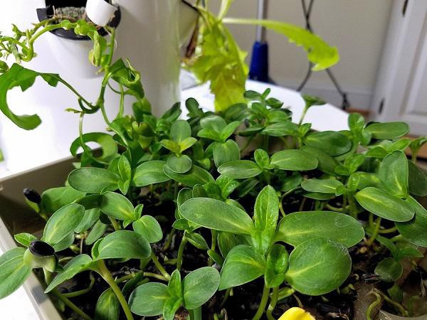 Lúc này chỉ cần dùng dao hoặc kéo cắt sát rễ cây là bạn đã có cả rổ rau mầm hướng dương sạch, ngon, bổ dưỡng rồi.