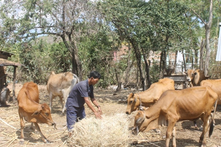 Ông Ka Tơ Xuân mua rơm cho đàn bò ăn mỗi ngày. Ảnh: C.T