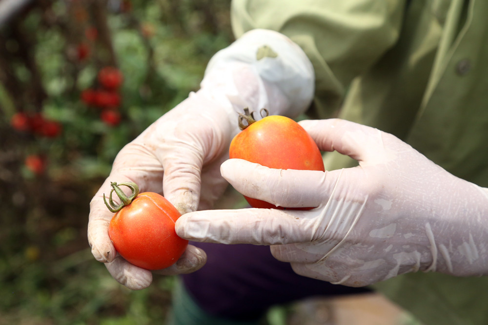 Quả cà chua lai F1 - HT109 bị nứt nẻ khi dính nước mưa nên khó tiêu thụ