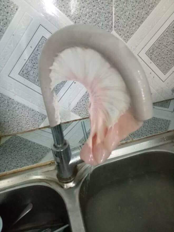 Mẹ bảo làm lòng cho sạch và đây là cách làm sáng tạo của con dâu.