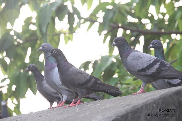 Nghệ sĩ Giang "còi" tự trồng các loại cây ăn quả, thả cá, nuôi gà, nuôi chim bồ câu, trồng rau để phục vụ cho nhu cầu gia đình. Ảnh: Khám phá.