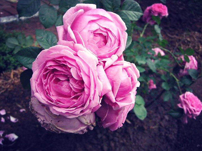 Thay vì mua các loại hoa yêu thích, Dương chọn những cây phù hợp với điều kiện thời tiết ở Việt Nam hơn như hồng cổ đào, bạch cổ, cổ Sapa, leo cổ Hải Phòng. Cô cũng trồng một số loại hồng ngoại cây đã thuần và to khoẻ để có sức bật tốt. Ảnh: NVCC/ngoisao.net.