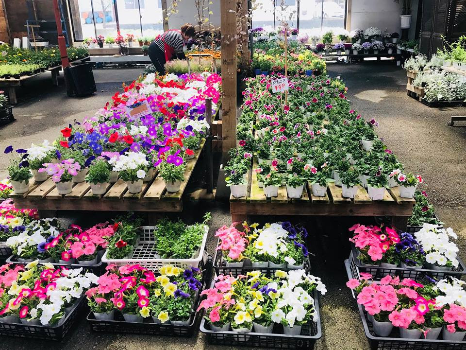 Từ gợi ý của vợ, sao không cắm hoa vào các bình gốm cho sinh động khi trưng bày và ông đã làm vậy.