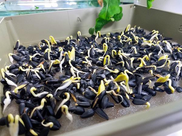 Bạn có thể sử dụng bất kỳ loại hộp, khay to nhỏ nào để trồng rau mầm.