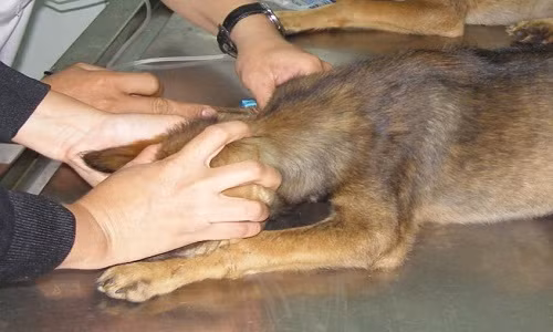 Ha Noi ghi nhan hai truong hop tu vong do cho dai can