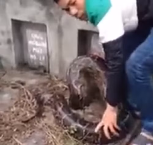 Vào ngày 25/1/2106, người dân phát hiện con trăn khổng lồ đang cố chui rúc xuống một ngôi mộ ở nghĩa trang thôn Trai Trang, thị trấn Yên Mỹ (huyện Yên Mỹ, tỉnh Hưng Yên). Một nam thanh niên cố hết sức để lôi con trăn ra khỏi mộ nhưng không thành. Cuối cùng mọi người phải phá vỡ một phần ngôi mộ mới bắt được con trăn này. Ảnh cắt từ video - Hải Ninh/Kiến Thức.