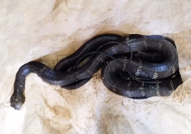 Ngày 11/10/2014, công an xã Phú Đức, huyện Tam Nông, tỉnh Đồng Tháp cho biết người dân ở ấp K9 bắt được con rắn hổ mang chúa khổng lồ (còn gọi là hổ mây) màu đen, khoang vàng, vẩy ánh bạc xanh, dài gần 3m, nặng 6,3kg. Ảnh CTV/Zing News