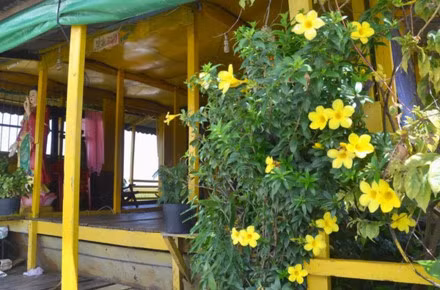 Trên chùa còn trồng cây cảnh, cùng dập dìu với sóng nước Biển Hồ. 