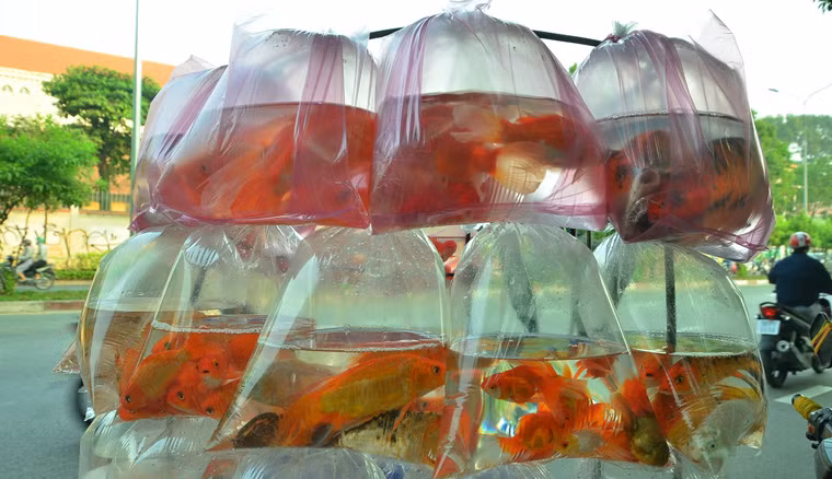 Tại TPHCM, ghi nhận của Kiến Thức dọc đường Hoàng Sa và Trường Sa (thuộc kênh Nhiêu Lộc – Thị Nghè, TP.HCM), kênh Tàu Hũ - Bến Nghé (dọc tuyến đại lộ Võ Văn Kiệt) trong buổi sáng này đã có rất đông người tới thả cá chép, nhiều người tranh thủ trên đường đi làm ghé thả cá .