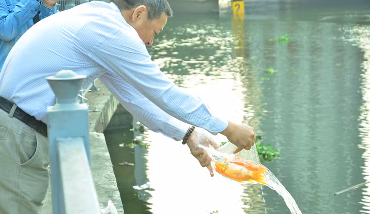 Trong buổi sáng nay, đã có hàng trăm người đến phóng sinh với số lượng cá được thả lên đến hàng nghìn con các loại. Nhiều phụ huynh đã dẫn con, em theo để các bé tự tay thả cá xuống sông.