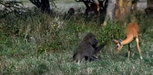 Bị đau nhưng linh dương mẹ chỉ nghỉ ngơi lấy lại sức trong ít phút rồi lại lao đến cứu con. Chỉ khi nhìn thấy linh dương con chết thảm, bị khỉ đầu chó xé xác, không còn sự sống, linh dương mẹ mới bỏ cuộc.
