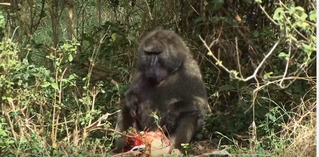 Sau khi linh dương mẹ bỏ đi, con khỉ đầu chó lôi xác của linh dương con vào một bụi rậm vắng vẻ để thưởng thức bữa ăn cho thoải mái.