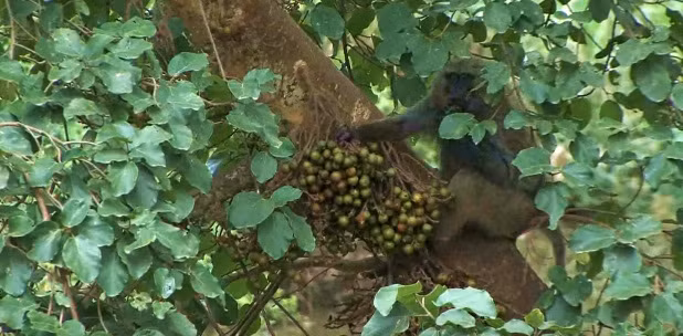 Khỉ đầu chó là một trong những loài động vật hung dữ nhất với răng nanh sắc như dao cạo. Xã hội của khỉ đầu chó là điển hình cho xã hội có giai cấp, do nam giới thống trị, cực kỳ hung hăng.