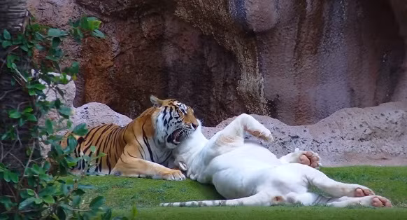 Nó gần gũi, cọ xát vào hổ trắng, mong muốn những động tác thân mật sẽ giúp mối quan hệ của cả hai thoải mái hơn.