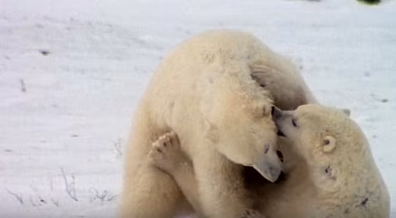 Thú vị ở chỗ, nếu như con đực không được con cái ưng ý, ngay cả khi chiến thắng nó vẫn phải đối mặt với sự ruồng rẫy, làm khó của gấu cái.