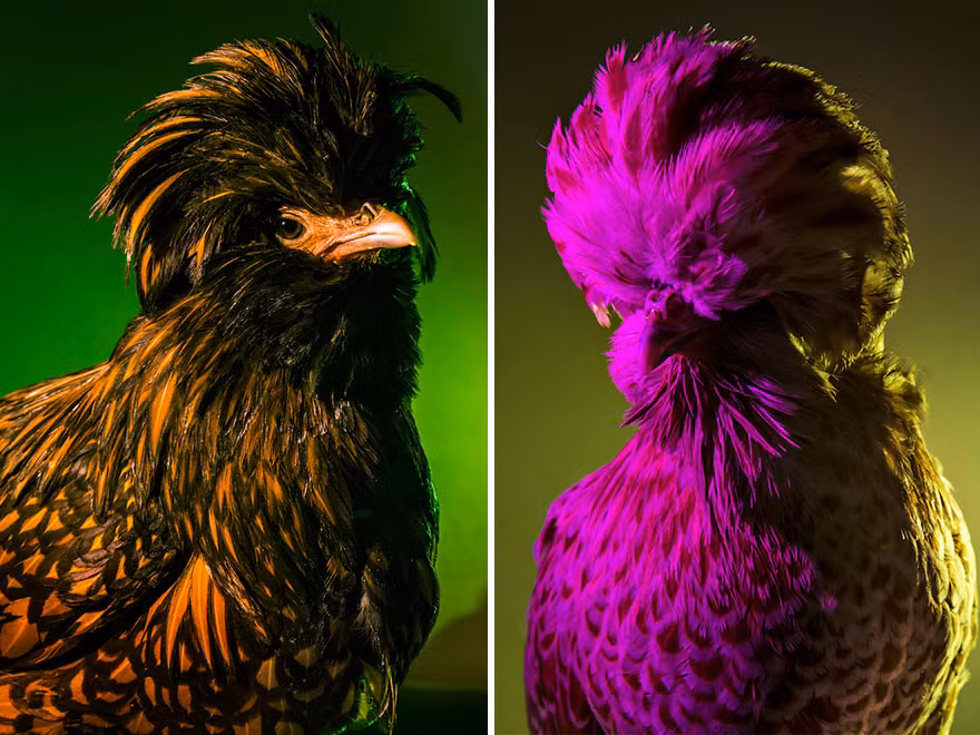 Sau khi nghiên cứu kỹ lưỡng, Dan đã chọn giống gà kỳ lạ Padovana, giống gà gò phần lông đầu mọc bờm xờm như "mốt" tóc của những ngôi sao nhạc rock những năm 80. (Nguồn Bored Panda)