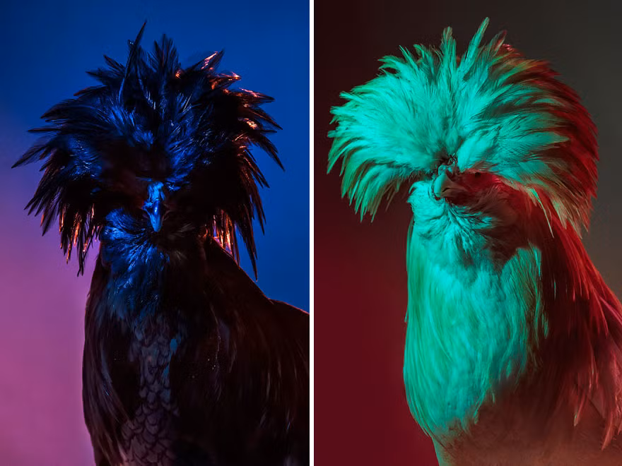 Lý do anh muốn chọn những con gà, một loài động vật rất bình thường để làm chủ đề nhiếp ảnh bởi anh muốn nhấn mạnh một thực tế rằng, rất nhiều người coi thường loài gà, không hề biết rằng chúng cũng có vẻ đẹp tiềm ẩn. (Nguồn Bored Panda)