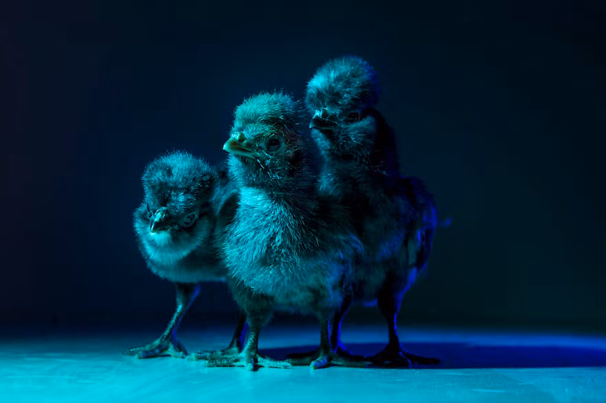 Nhiếp ảnh gia Dan Bannino mới đây đã gây được sự chú ý lớn với loạt ảnh độc đáo về những con gà con đáng yêu. Qua ống kính của Dan Bannino, những con gà rất bình thường trở nên vô cùng phong cách, thu hút. (Nguồn Bored Panda)