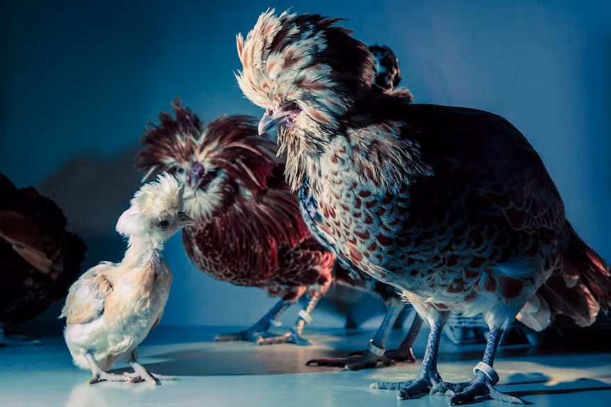 Khoảnh khắc khi gà trống dạy dỗ con mình ngay trong studio của nhiếp ảnh gia Dan Bannino. (Nguồn Bored Panda)