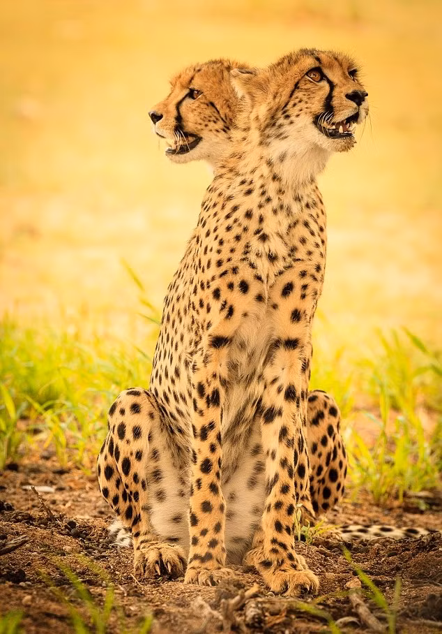 Khoảnh khắc trùng hợp khó tin này khiến nhiều người tưởng báo đốm hai đầu có thật. Rất may, con mãnh thú này chỉ là sản phẩm của nhiếp ảnh trùng hợp mà thôi. (Nguồn Dailymail)