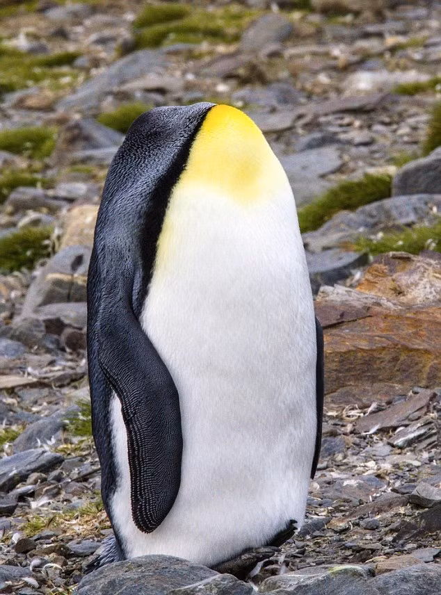 Chim cánh cụt quay đầu tìm đồng loại bị nhiếp ảnh gia "săn" đúng khoảnh khắc trùng hợp. (Nguồn Dailymail)