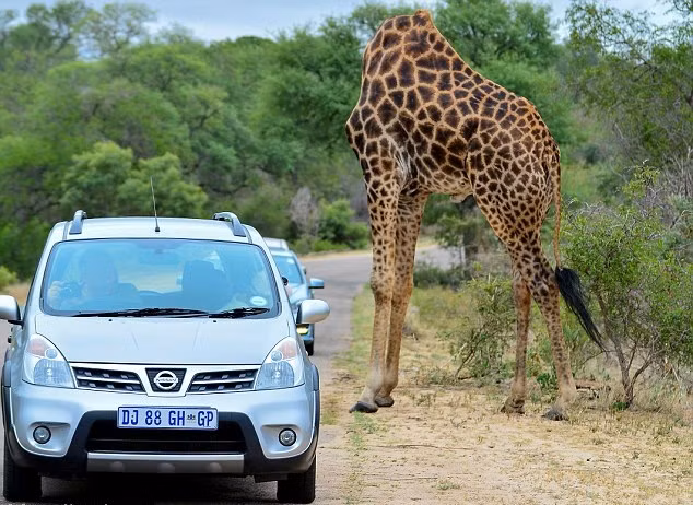 Trong thế giới động vật hoang dã có vô vàn những khoảnh khắc thú vị, lọt vào ống kính của nhiếp ảnh gia những khoảnh khắc trùng hợp đến khó tin sẽ tạo ra một bức ảnh vô cùng ấn tượng. Trong ảnh là một con hươu cao cổ cụt đầu? Hoàn toàn không phải, nó chỉ đang cúi đầu xuống đúng lúc nhiếp ảnh gia bấm nút chụp mà thôi. (Nguồn Dailymail)