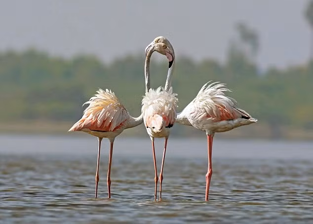 Ba con hồng hạc nhưng chỉ có hai cái đầu, năm cái chân? Hãy nhìn kỹ lại nào, bạn sẽ thấy con chim đứng giữa đang cúi đầu còn con chim bên phải hai chân quá đứng thành một đường thẳng. Tất cả chỉ là sự trùng hợp kỳ lạ. (Nguồn Dailymail)